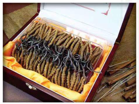 石首冬虫夏草回收